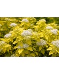 Spiraea japonica ZenSpirit White Gold квіти